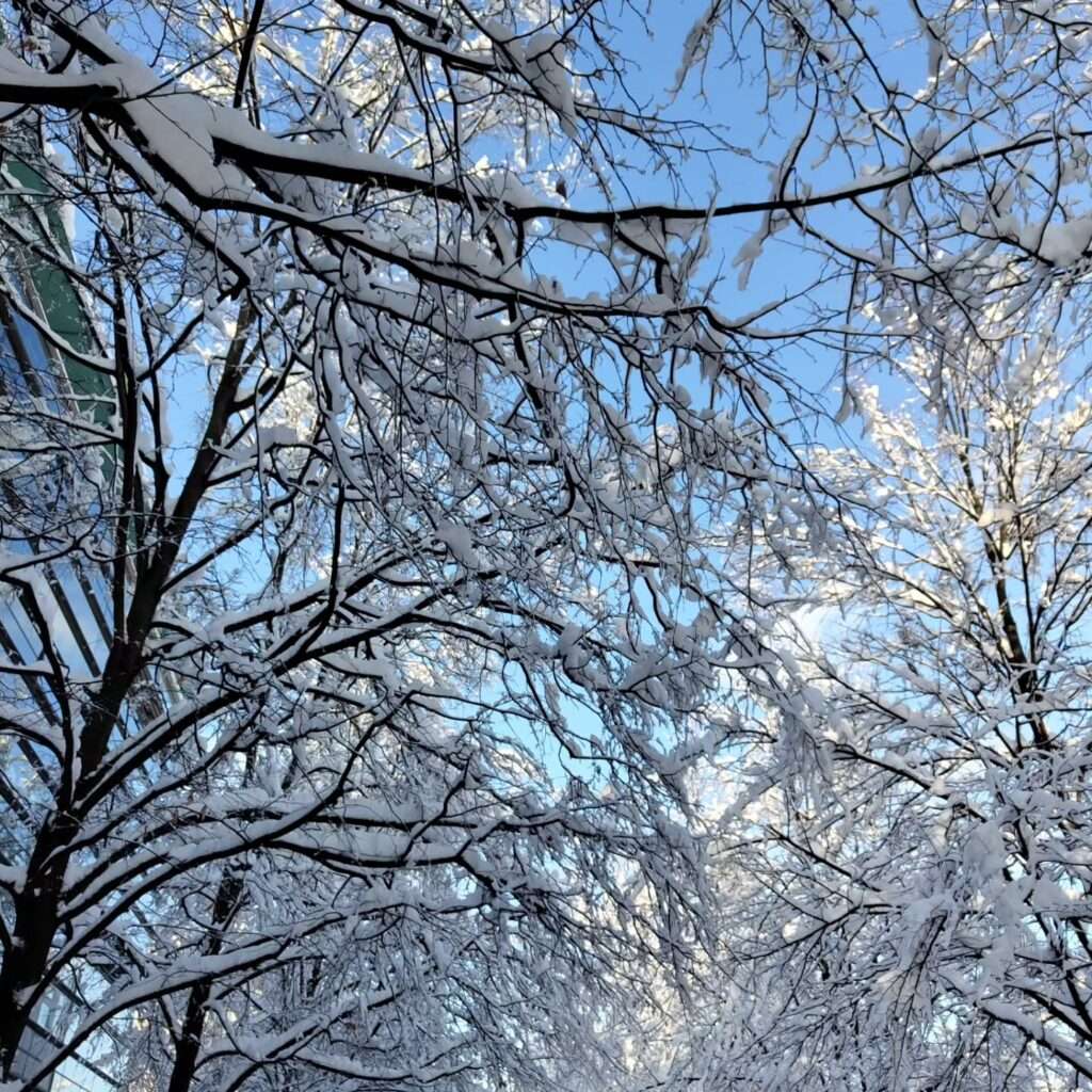 Branches covered in snow with blue skies behind in the English Garden in Munich - Englischer Garten