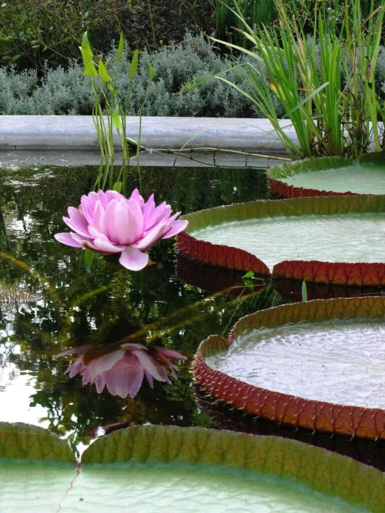 Flowering victoria hortus amsterdam
CC BY 1.0, https://commons.wikimedia.org/w/index.php?curid=346878